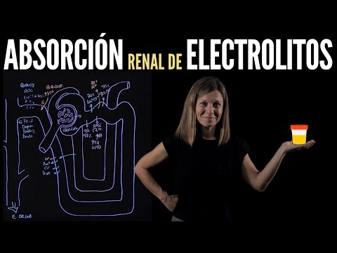 Video: En una nefrona, ¿nacl es devuelto al intersticio por?