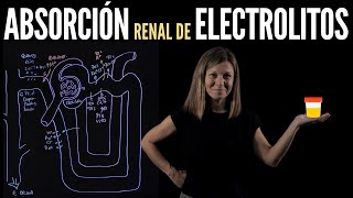 Reabsorción de electrolitos en la nefrona