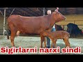 Razzoqjon ukamizga yangi partiya hamyonbopdan tortib zo‘rlarigacha keldi.13-iyun, 2026
