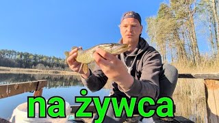 Szczupaki na żywca Majówka nad wodą 😀