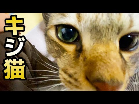 意外となついてくれたキジ猫！！