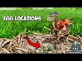 Deinonychus EGG LOCATIONS - Where To Find them in Valguero ARK Survival Ascended