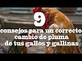 9 consejos para el cambio de pluma de tus gallos y gallinas