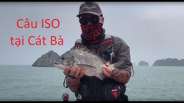 Câu ISO tại Cát Bà - Hải Phòng | Cần Thủ Đài Loan
