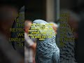 Beyond Mimicry: The Genius of the African Grey Parrot 🧠