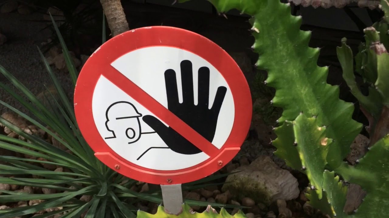 Changi Airport Cactus garden 