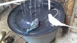 Kombinasi Suara parkit dan gemericik air sebagai terapi burung kicau macet muda hutan maupun mabung