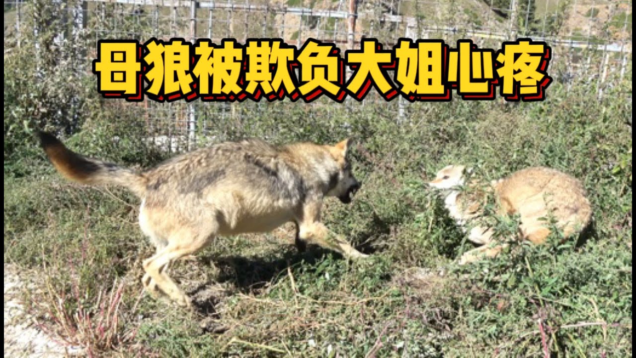 【我在新疆养狼】母狼被欺负大姐心疼,用1块肉和公狼商量,合伙教训狼崽长个教训 - YouTube