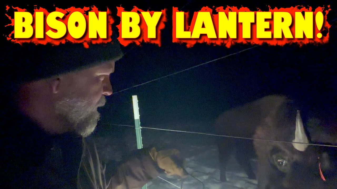 БИЗОН | Ночью он еще крупнее!