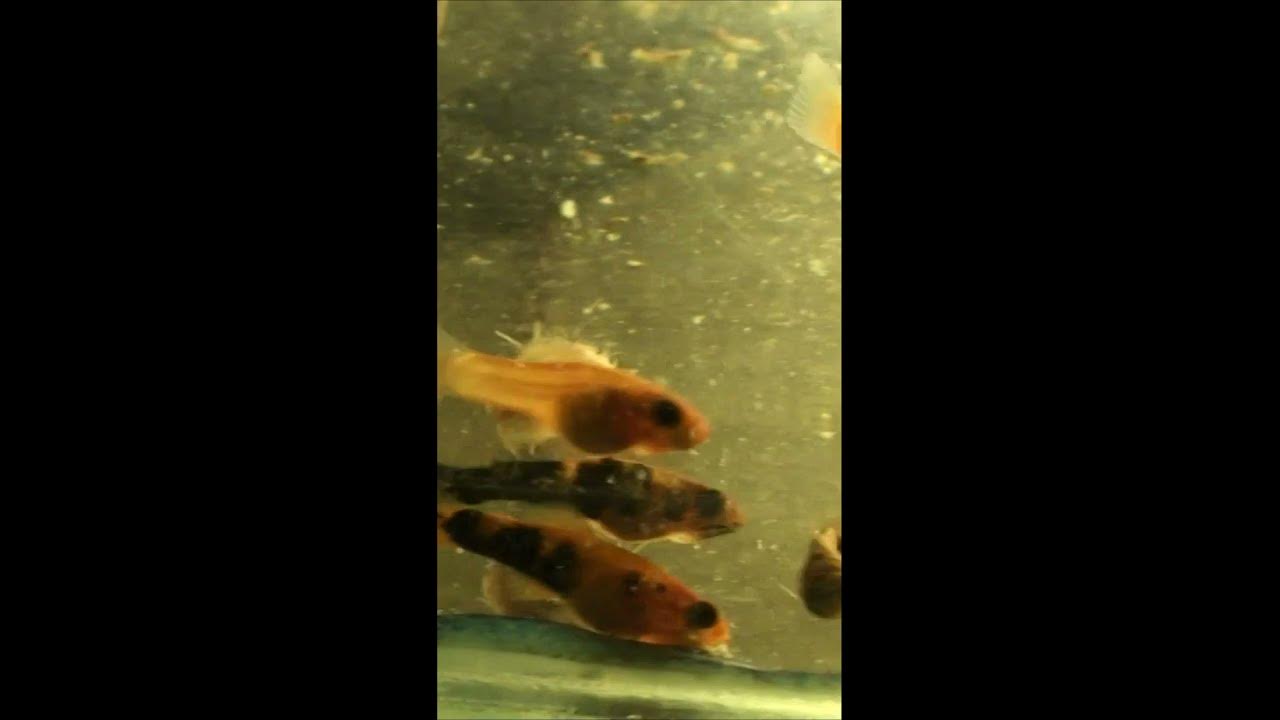 Мальки меченосцев 1 день Мальки меченосцев 1 день