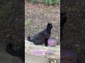 #cat #feralcat #goodmorning #catsofyoutube #communitycats #straycat #chat #greycat #blackcat