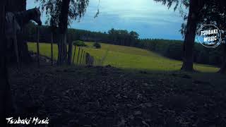 🐦CANTO DE LAS AVES/Sonidos del campo pajaros