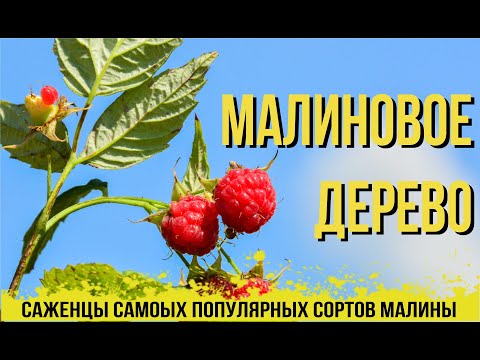 МАЛИНОВОЕ ДЕРЕВО в Украине. САЖЕНЦЫ популярных сортов МАЛИНЫ от Агромаркет