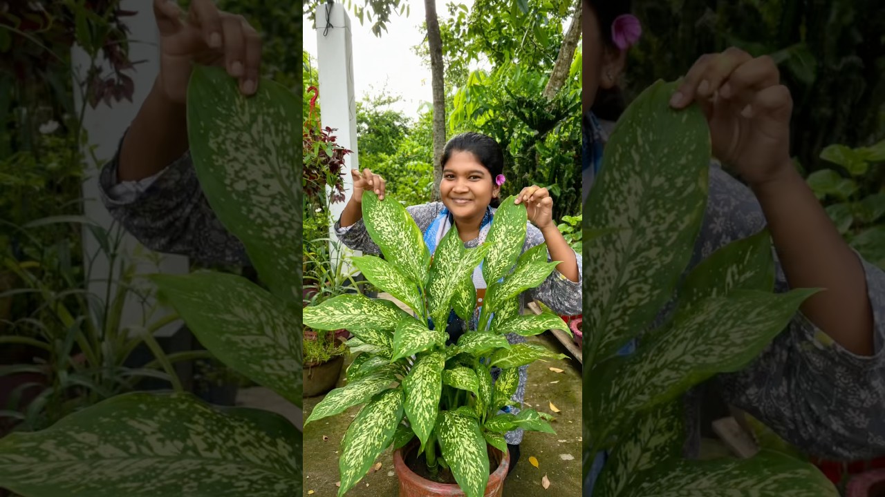 বাগানে আজ অবিশ্বাস্য ব্যপার ‼️😱 || #chadbagan #gardening #rooftopgarden #bangla_vlog #ytshorts