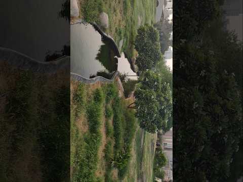 سورة نوح عثمان مشعل الحداد 