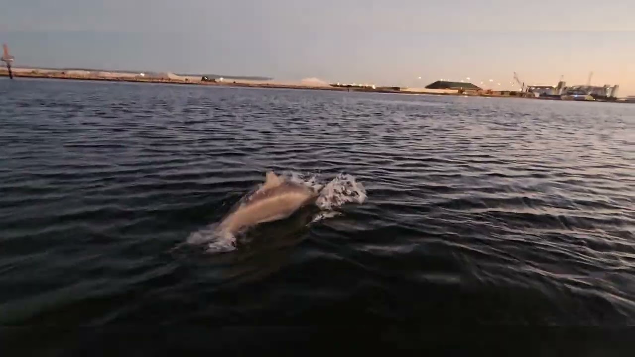 Whispers Of Dolphins | Port River | South Australia |