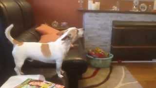 Jack Russell Howling To Eastenders Theme Song