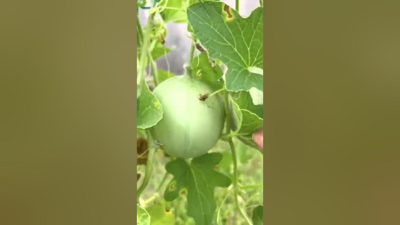 Pollination of Muskmelon Cantaloupe Kharbuja fruit. YouTube