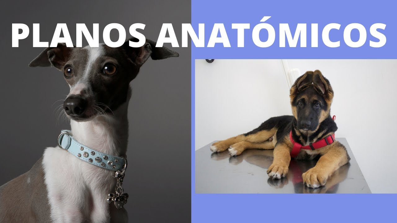 PLANOS ANATOMICOS, TERMINOS TOPOGRÁFICOS