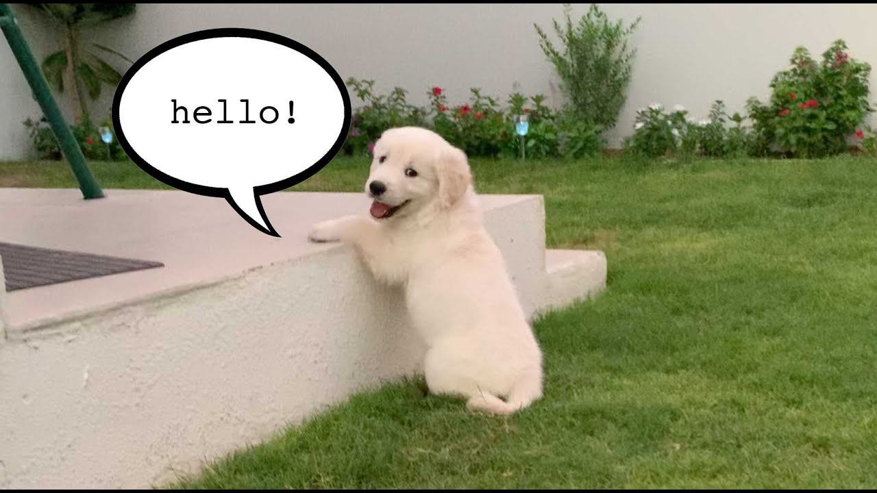 Cutest golden retriever puppy!