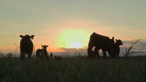 Angus VNR: It’s what cattle eat when