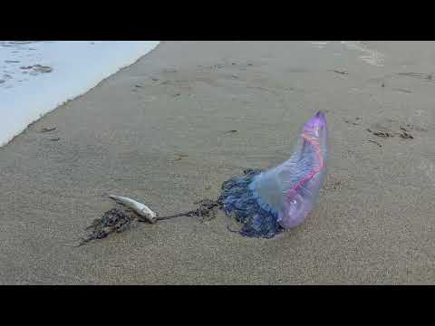 Carabelas portuguesas Playa Salinas Castrillón. DOMINGO 7 SEPTIEMBRE 2025