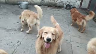 Dog's name Sekhon's Golden Retrievers Ludhiana India!