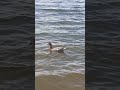 Devagar e sempre, pato na represa de Furnas #shorts