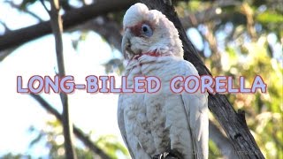 NATIVE BIRDS OF AUSTRALIA - LONG-BILLED CORELLA