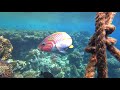 Snorkeling at Jaz Lamaya Housereef, Marsa Alam, Red Sea, Egypt (August 2017)