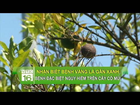 Video Nhận biết bệnh vàng lá gân xanh - căn bệnh đặc biệt... - youtube