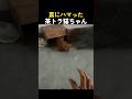 罠にハマった茶トラ猫ちゃん