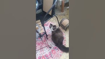 CAT CATNIP ATTACK LOVE IT