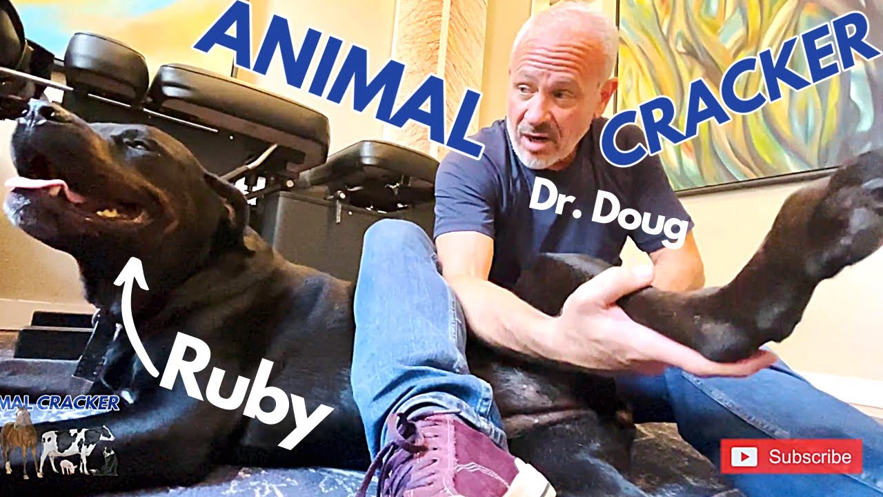 DOG SCREAMS DURING MASSAGE ~ ROTTWEILER ~ MADLY in LOVE with her CHIROPRACTOR! (PART 3)