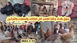 سوق بغداد لبيع وشراء الحيواناتاهل الخانات والمحلات |انواع الحمام الزينة والمطيار مع الأسعار