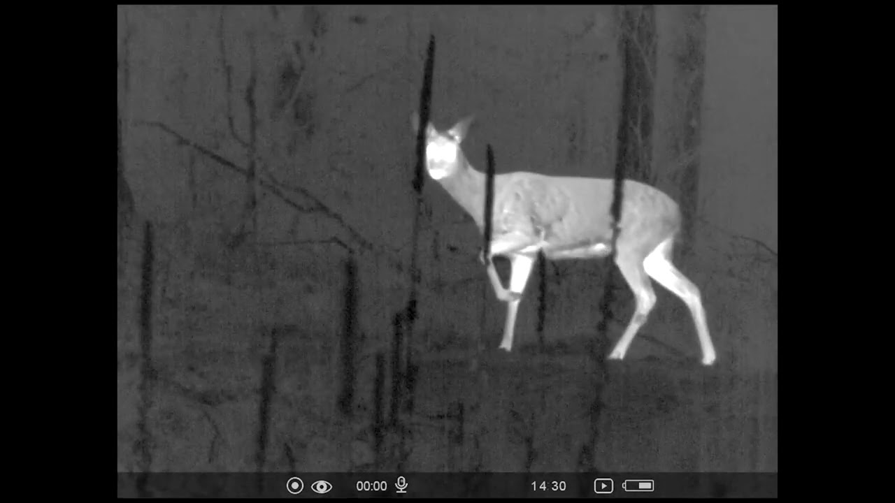Deer and Wild Boar with the Pulsar Krypton XG50 Thermal Imager