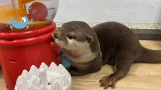 【カワウソ】おかゆちゃんとボール遊び　 Otter　Okayu play with balls
