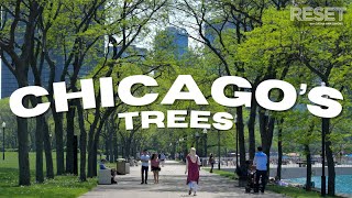 Addressing Chicago&#39;s shrinking tree canopy