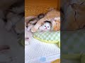 The mother cat loves her kittens very much 💕💕😻#cute #kittens #usa #catslovers #baby