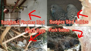 Zebra Finch Birds Babies & Eggs | Budgies Birds Eggs & New Born Babies | In YO YO Amrohi Setup.