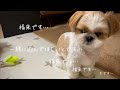 【シーズー】絶対に一人では遊びたくない犬vs家事に追われる主婦【犬Vlog】