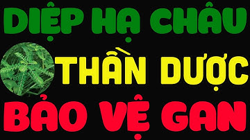 Diệp Hạ Châu Là Cây Gì? Tác Dụng Chữa Bệnh? Những Lưu Ý Khi Sử Dụng | Kiến Thức Y Dược