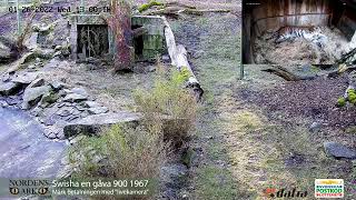 Live - Tiger