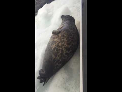 Angry seal