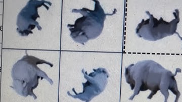 Touch the image that is the correct way up | pick the image that is the correct way up | how to fix