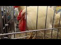 Куры гуси утки на выставке Золотая осень 2018 Chickens, ducks at the exhibition Golden Autumn 2018