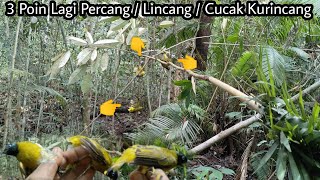 PART 4 || PAKAI SUARA BURUNG RIBUT POIN LAGI 3 EKOR