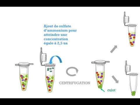 Vidéo: Qu'est-ce que le dessalage des protéines ?