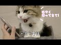 出張に行った主が恋しすぎて、電話越しに泣き叫ぶモフ猫!