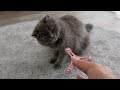 初めて見るおもちゃに興味津々の猫ちゃんが可愛すぎる...